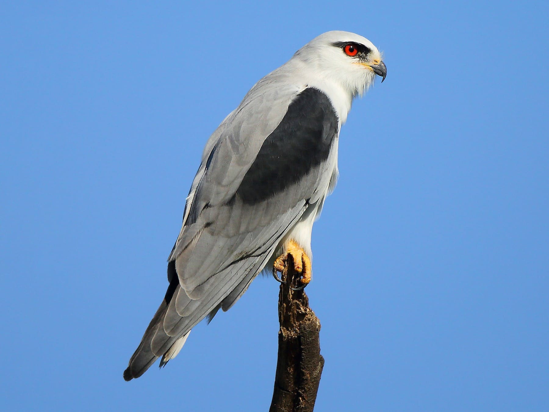 Elanus caeruleus